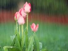 Bloesem & Regen: April en de kunst van ongedwongen elegantie