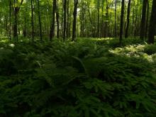 De tassen kleuren van deze herfst: Bosgroen en Bordeauxrood