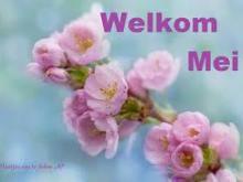 Mei vol licht: de kunst van het langzaam leven